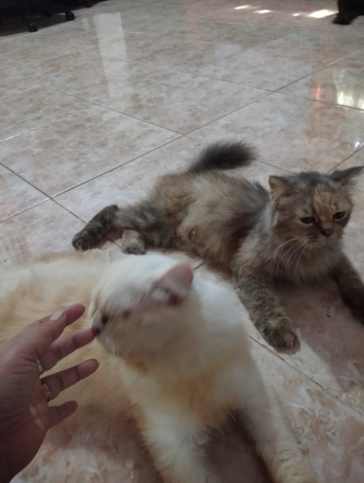 Ada Vaksinasi Rabies Gratis Hari Ini di Tangkerang Timur, Ayo Bawa Hewan Peliharaanmu!