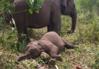 Tari Anak Gajah Sumatera yang Mati di TNTN Akibat Virus Elephant Endotheliotropic Herpesviruses