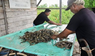 Potensi Udang 160 Ton Setahun, Wali Kota Dumai Usulkan Pembangunan Kawasan Shrimp Estate Kota Dumai
