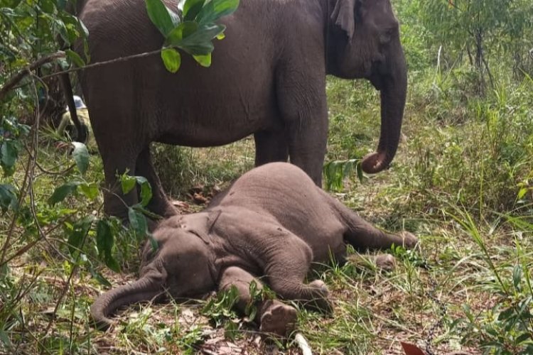 Tari Anak Gajah Sumatera yang Mati di TNTN Akibat Virus Elephant Endotheliotropic Herpesviruses