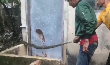 Ular Piton Gegerkan Warga Gang Saudara Tangkerang Timur, Ditemukan di Parit Belakang Rumah