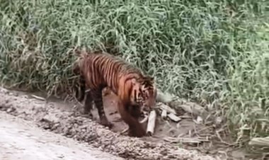Butet Diserang Anak dan Induk Harimau Saat Panen Damar di Kawasan Sungai Balam Batang Gansal Inhu