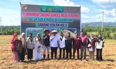 Bupati Anton Ikuti Penanaman Jagung BUMDes Suka Maju dan HMI Rohul di KM 6 Desa Suka Maju Rambah