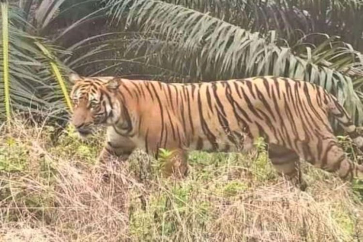Warga Desa Penghidupan Kampar Lihat 3 Ekor Harimau, BBKSDA Riau Turunkan Tim Gabungan