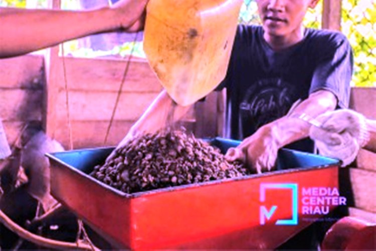 Kopi Robusta Talang Mamak Diusulkan Jadi Produk Kekayaan Intelektual, Ditanam Sejak Tahun 1912