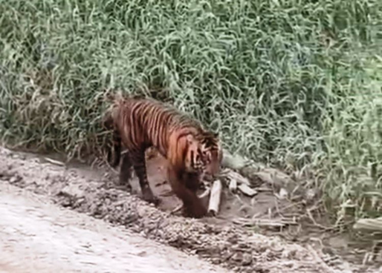 Butet Diserang Anak dan Induk Harimau Saat Panen Damar di Kawasan Sungai Balam Batang Gansal Inhu