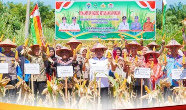 Wabup Rohul Syafaruddin Poti Hadiri Panen Jagung BUMDes Maju Bersama Desa Kepenuhan Hilir