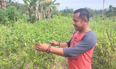 Dari Sawit ke Cabai, Warga Langgam Menggantang Asa dalam Menjaga Hutan Ulayat
