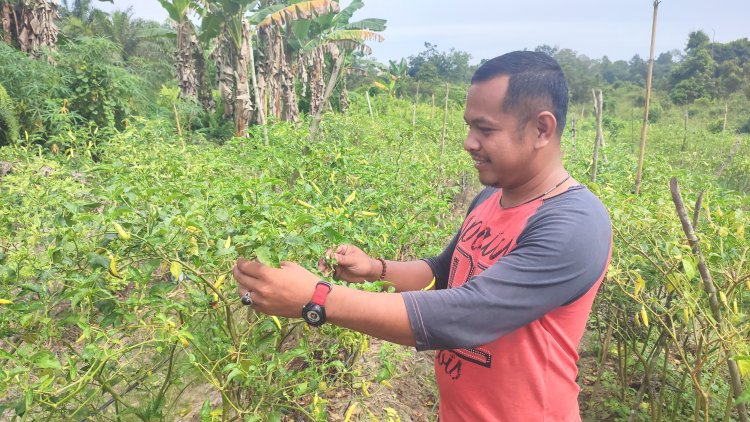 Dari Sawit ke Cabai, Warga Langgam Menggantang Asa dalam Menjaga Hutan Ulayat