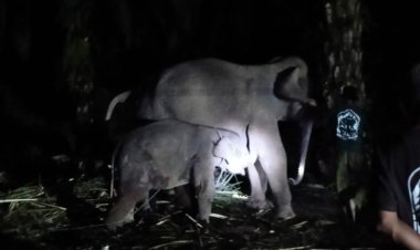 Laila Bayi Gajah yang Mati di PKG Sebanga Bengkalis, Hasil Pemeriksaan Medica Satwa Laboratoris Akibat Infeksi Virus EEHV