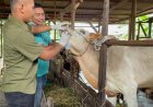 Jelang Iduladha 1447 H, 532 Ekor Ternak di Riau Sembuh dari Penyakit Mulut dan Kuku