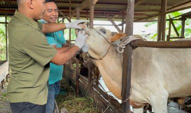 304 Ekor Hewan Ternak di Riau Terjangkit Penyakit Mulut dan Kuku, Terbanyak di Indragiri Hulu 143 Kasus