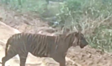 Seekor Harimau Sumatra yang Muncul di Akses Jalan PT Bumi Siak Pusako Hanya Sedang Melintasi Teritorialnya