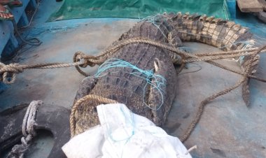 Sang Suami Tendang Buaya Saat Selamatkan Nenek Salasiah di Parit Ogok Indragiri Hilir