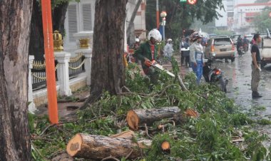 Demi Pekanbaru Green City: Warga Dilarang Tebang Pohon, Laporkan Penebangan Tanpa Izin