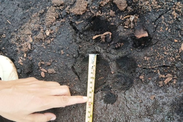 Zulfikar Kaget Lihat Harimau Sumatera di Area Kebun Sawit Koperasi Tinera Jaya Siak, Sempat Dikira Sorot Mata Sapi