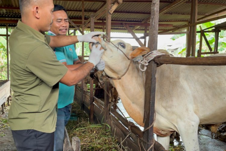 304 Ekor Hewan Ternak di Riau Terjangkit Penyakit Mulut dan Kuku, Terbanyak di Indragiri Hulu 143 Kasus
