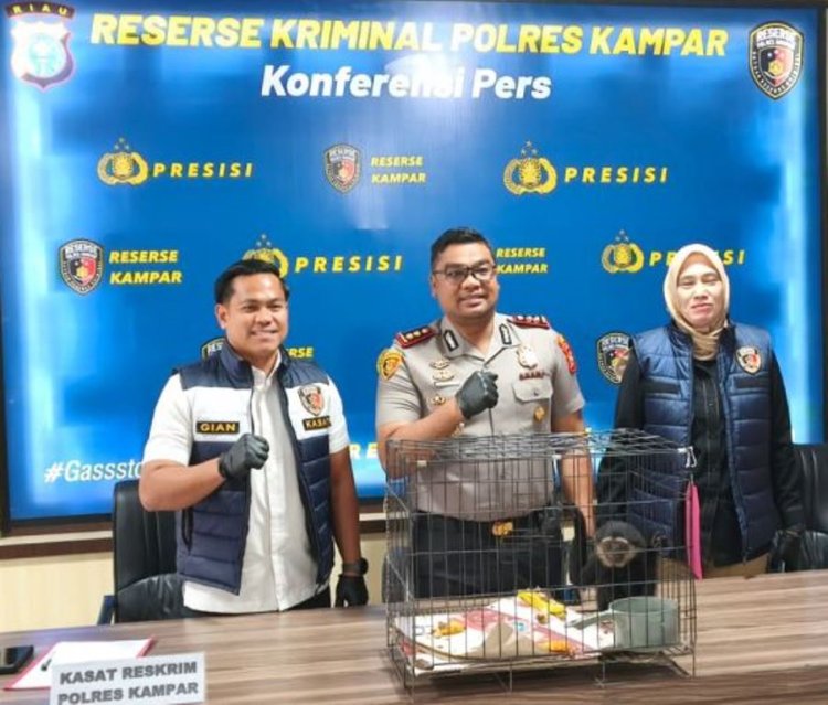 DE Warga Desa Salo Jual Seekor Owa Ungko Primata Langka, Polres Kampar Ringkus Pelaku di Bangkinang
