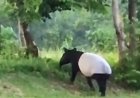 Tapir Berukuran Besar Muncul di Flying Squad Taman Nasional Tesso Nilo Pelalawan