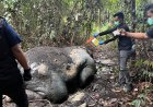 Seekor Gajah Sumatra Ditemukan Mati di Desa Lubuk Kembang Bunga Pelalawan, Kepalanya Hilang Misterius