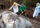 Gajah Sumatra yang Mati di Kawasan Hutan Ukui Pelalawan Diduga Akibat Ditembak Pakai Senjata Rakitan