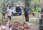 11.600 Hektare Lahan Kebun Sawit di Riau Jadi Sasaran Program Peremajaan Sawit Rakyat 2026