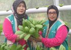Kisah Perempuan Tangguh Penjaga Iklim di Kelurahan Air Jamban, Saat Lahan Gersang Berubah Menjadi Ladang Cuan
