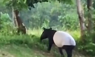 Tapir Berukuran Besar Muncul di Flying Squad Taman Nasional Tesso Nilo Pelalawan