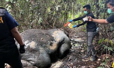 Seekor Gajah Sumatra Ditemukan Mati di Desa Lubuk Kembang Bunga Pelalawan, Kepalanya Hilang Misterius