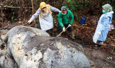 Gajah Sumatra yang Mati di Kawasan Hutan Ukui Pelalawan Diduga Akibat Ditembak Pakai Senjata Rakitan