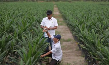PTPN IV PalmCo Salurkan 6 Juta Bibit Unggul Bersertifikat di Lahan 41.000 Ha, Libatkan Lebih 20 Ribu Petani
