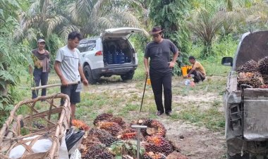 11.600 Hektare Lahan Kebun Sawit di Riau Jadi Sasaran Program Peremajaan Sawit Rakyat 2026