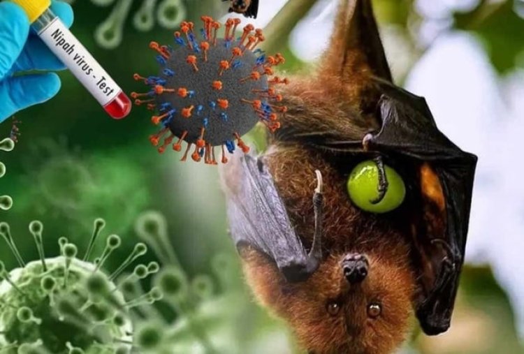Waspada Virus Nipah, Warga Dilarang Konsumsi Nira Langsung dari Pohon