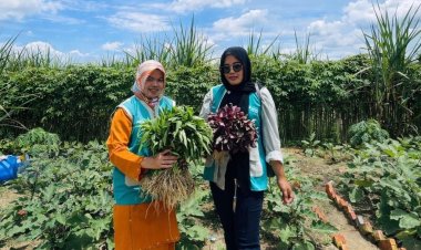 Dari Lahan Mati Jadi Apotek Hidup: Kisah Murni Menjaga Warisan Kesehatan Dunia di Duri