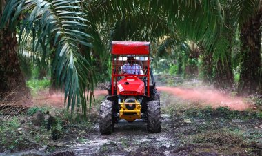 Kebun Air Molek 2 PTPN IV Regional III Siap Replanting 862 Ha Sawit di Indragiri Hulu