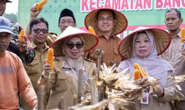 Wakil Bupati Kampar Panen Raya Jagung Pipil Program Ketahanan Pangan