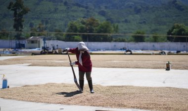 Kinerja Keuangan Segmen Kopi PTPN IV PalmCo Positif, Raup Laba Rp3,43 miliar Triwulan I 2026