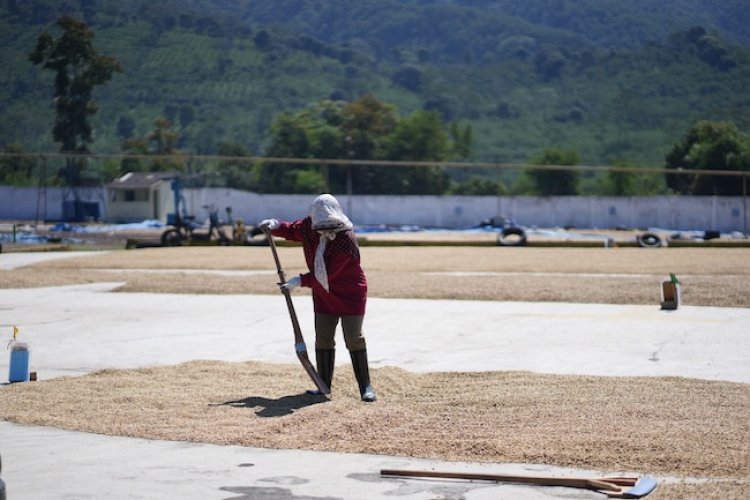 Kinerja Keuangan Segmen Kopi PTPN IV PalmCo Positif, Raup Laba Rp3,43 miliar Triwulan I 2026