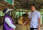 Berat Sapi Kurban Presiden RI Prabowo Subianto di Pekanbaru Hampir 1 Ton, Tim Distankan Cek Kondisi Kesehatan