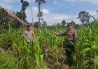 Polsek Rambah Samo Cek Tanaman Jagung di Desa Sei Salak