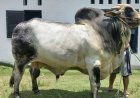 Jelang Hari Raya Idul Adha 1447 Hijriah, Riau Dapat 14 Ekor Sapi Kurban Bantuan Presiden Prabowo Subianto