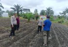 Polsek Kunto Darussalam Dukung Program Swasembada Pangan Melalui Penanaman Jagung Pipil