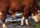 Samson Sapi Asal Dumai yang Jadi Kurban Bantuan Presiden Prabowo Subianto Tahun Ini, Bobotnya Mencapai 950 Kg
