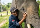 Harmoni di Tanah Balai Raja Bengkalis, Saat Sang Gajah dan Manusia Berbagi Ruang Kehidupan