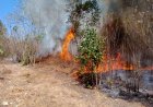 Pekanbaru Masuki Musim Kemarau El Nino, Pemko Tetapkan Status Siaga Darurat Bencana Karhutla 