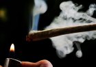 Tak Hisap Ganja tapi Positif Narkoba, Dokter Paru Ungkap Penyebabnya