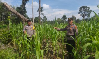 Polsek Rambah Samo Cek Tanaman Jagung di Desa Sei Salak