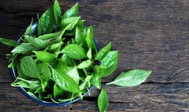 Bukan Cuma Lalapan, Ternyata Kemangi Bisa Jadi Skincare Anti Inflamasi