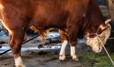 Samson Sapi Asal Dumai yang Jadi Kurban Bantuan Presiden Prabowo Subianto Tahun Ini, Bobotnya Mencapai 950 Kg