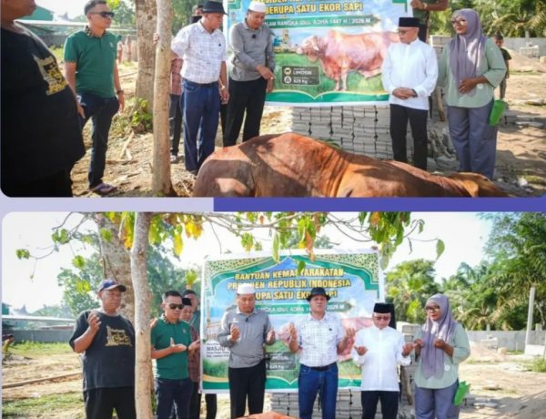Sapi Kurban 829 Kg dari Presiden Prabowo Disembelih di Inuman, Bupati Kuansing: Berkah untuk Warga dan Santri